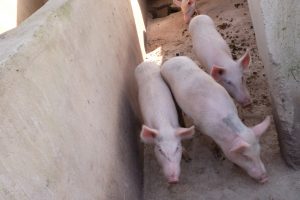 La porcherie de dame Koubatou est divisée en des cellules pour permettre aux porcs d'être dans de meilleures conditions. 